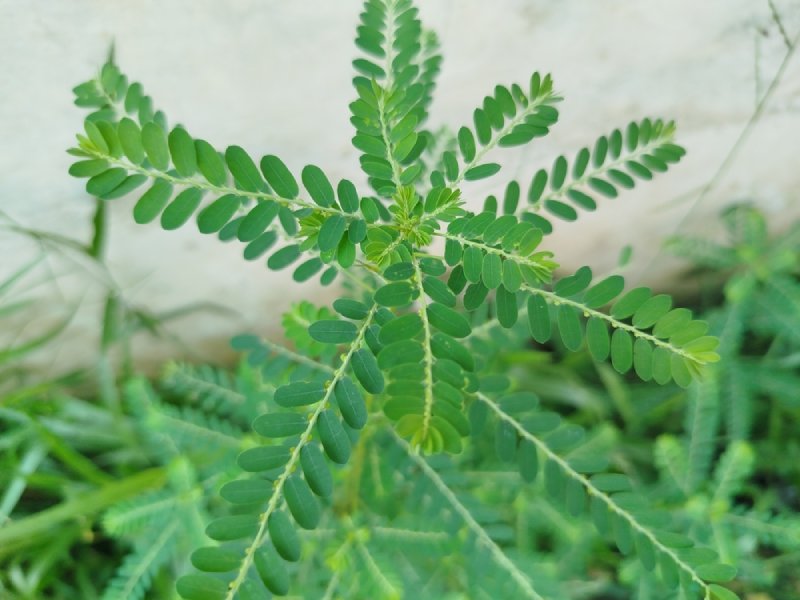 thuốc chữa gan nhiễm mỡ cấp độ 2