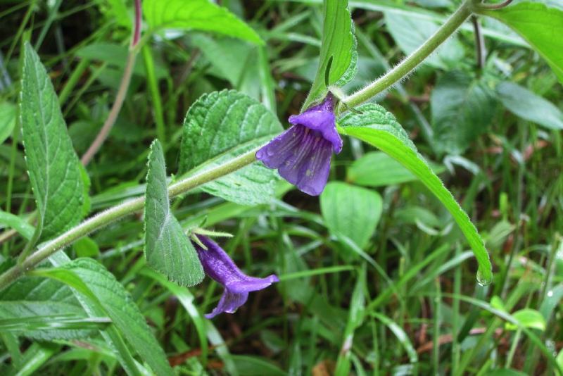 thuốc chữa gan nhiễm mỡ độ 2