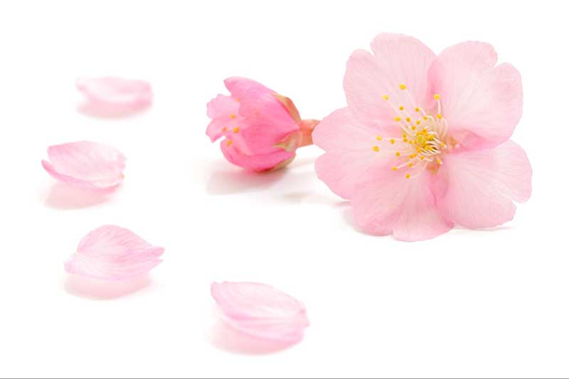 Sakura (chiết xuất hoa anh đào) ức chế các AGEs, giảm sản sinh melanin.