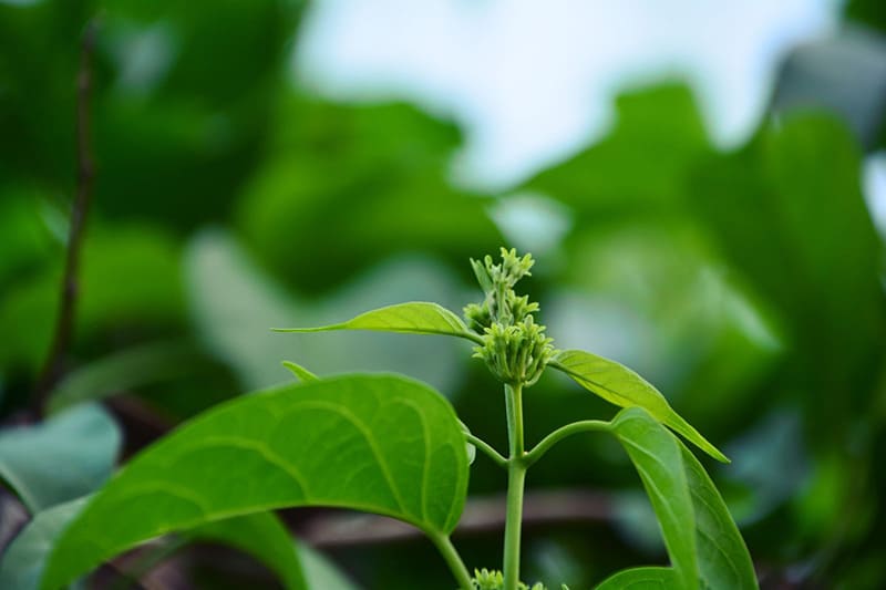 uống dây thìa canh có mất ngủ không là thắc mắc của nhiều người
