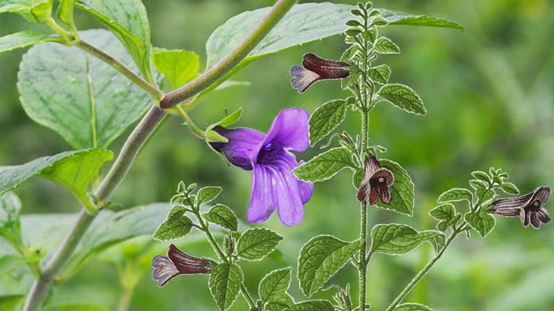 Uống nhân trần có mất ngủ không là thắc mắc của rất nhiều người