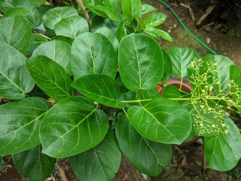 cây thuốc chữa viêm gan b