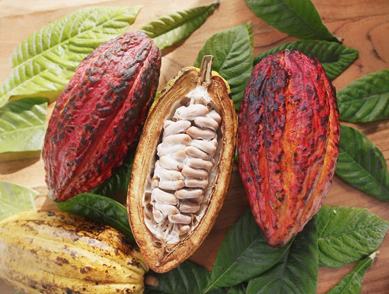 Socola chế biến từ hạt cacao