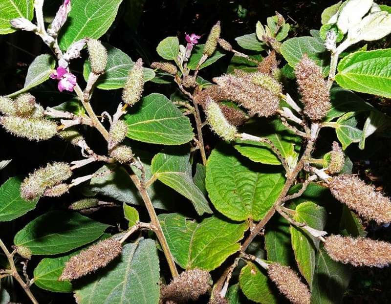 thuốc nam trị viêm gan b