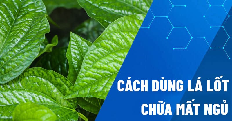 Cách dùng lá lốt chữa mất ngủ