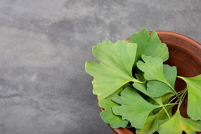 Ginkgo biloba có tác dụng chống gốc tự do