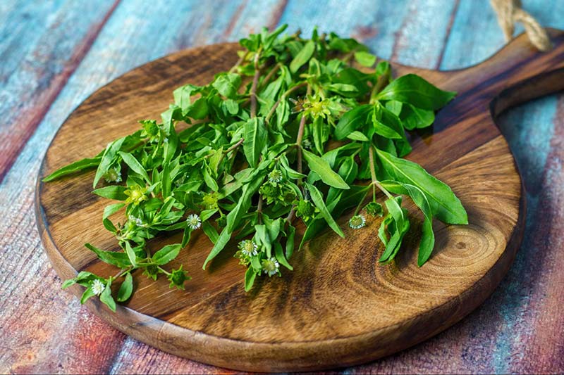 nấu cỏ mực với bồ kết gội đầu