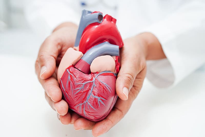 Sữa đậu nành giúp cải thiện sức khỏe tim mạch