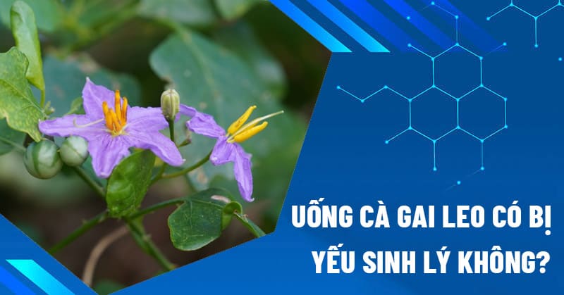 Uống cà gai leo có bị yếu sinh lý không?