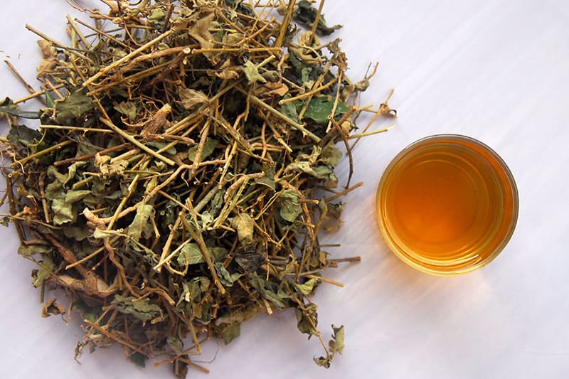 Uống cà gai leo có thể bảo vệ, giải độc gan