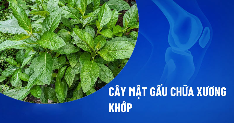 Cây mật gấu chữa xương khớp