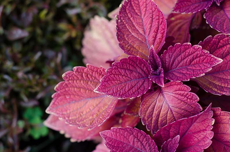 lá tia tô có thể giúp loại bỏ nám gò má