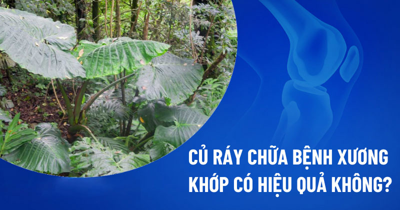 Củ ráy chữa bệnh xương khớp