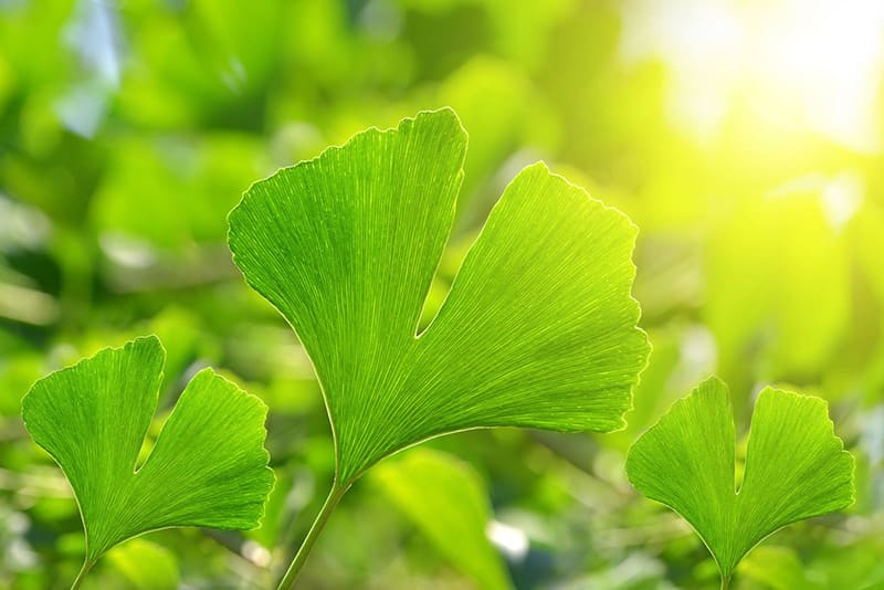 Ginkgo Biloba hỗ trợ tuần hoàn máu giảm nguy cơ mất ngủ