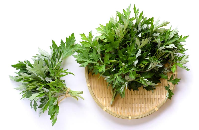 Ngâm chân với lá lốt và ngải cứu