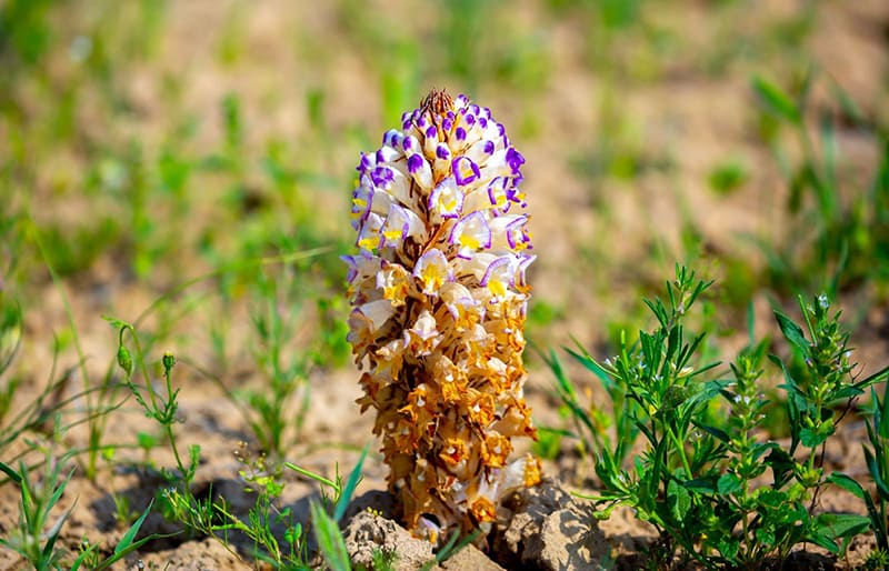 nhục thung dung có tác dụng bổ thận ích tinh