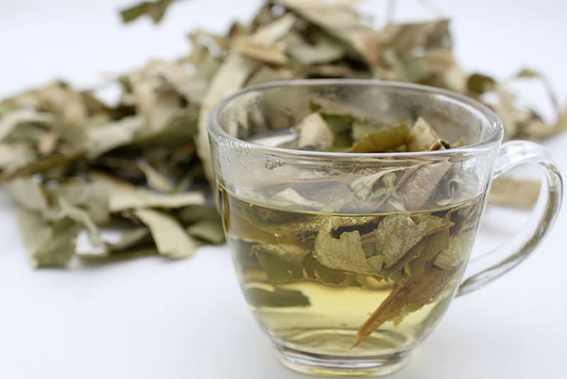 Nước lá vối khô loãng sẽ tốt cho hệ tiêu hóa