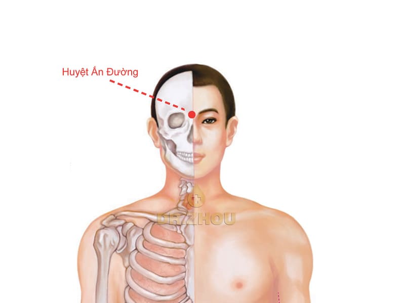 vị trí huyệt ấn đường