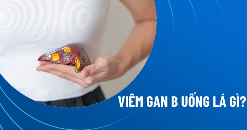 viêm gan b uống lá gì