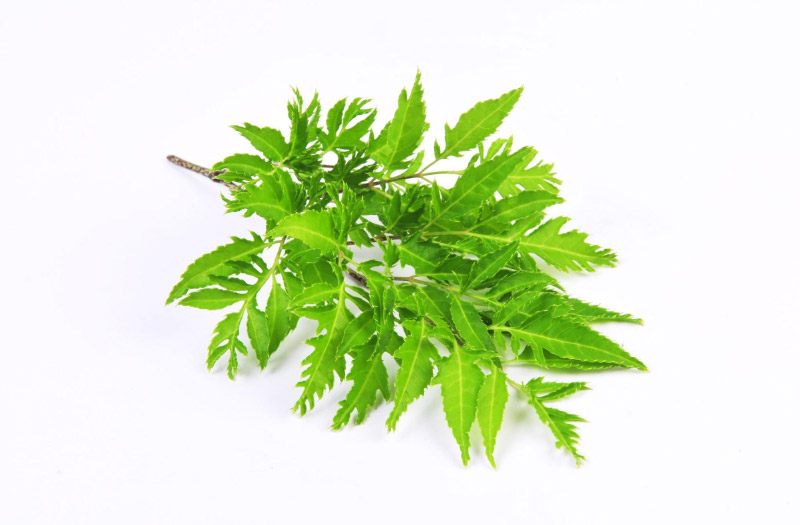 Các loại thuốc hỗ trợ xương khớp từ lá đinh lăng