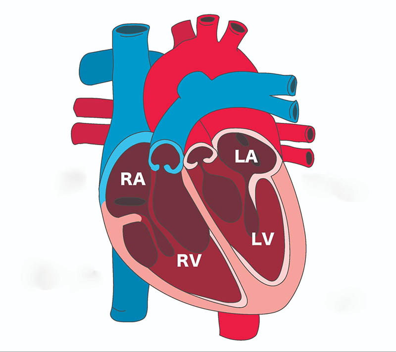 cấu tạo của tâm thất