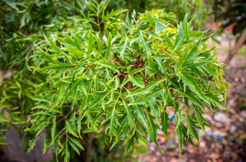 Cây đinh lăng tốt cho người đau xương khớp