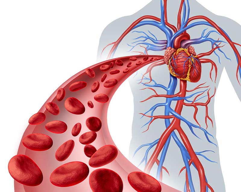 chức năng của tâm nhĩ là gì