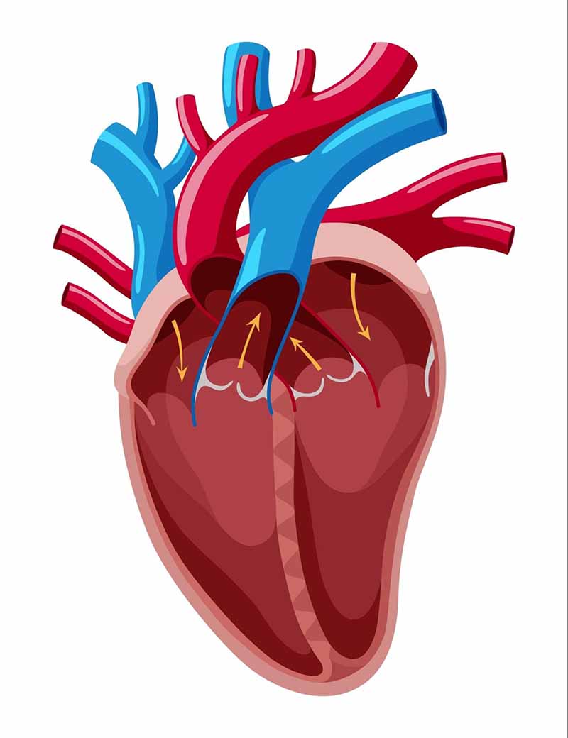 chức năng của tâm thất trái