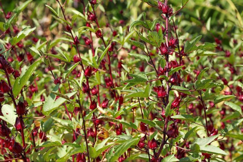 gan nhiễm mỡ uống atiso đỏ