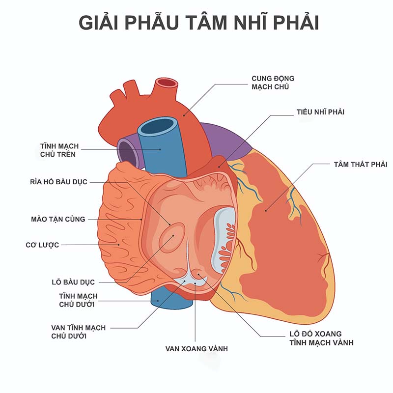 giải phẫu cấu tạo tâm nhĩ phải