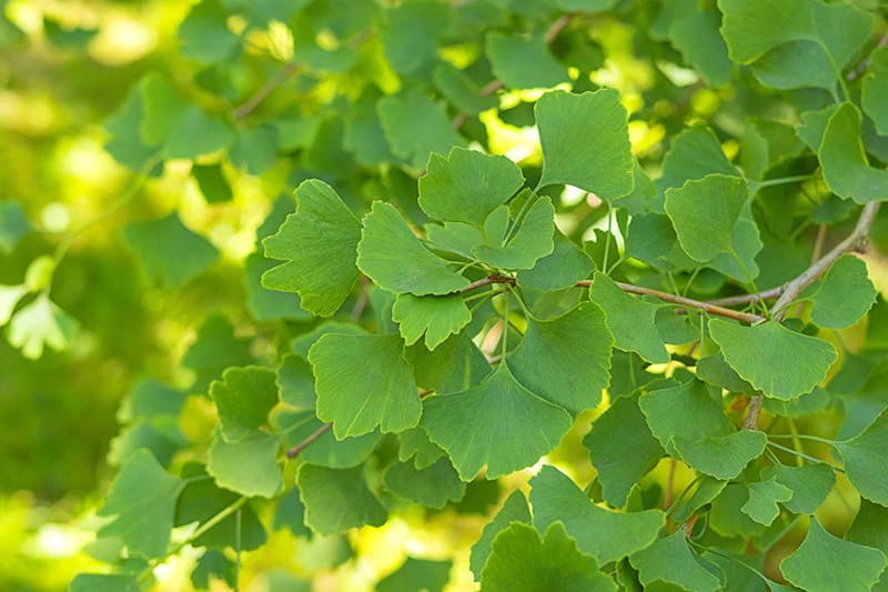 ginkgo biloba giúp giảm căng thẳng