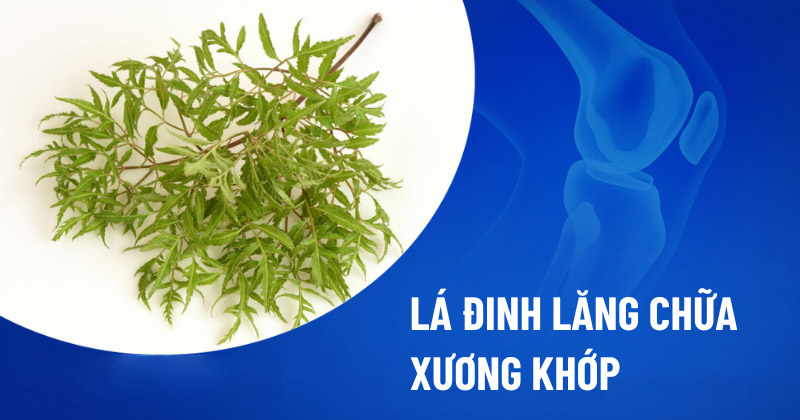 Lá đinh lăng chữa xương khớp