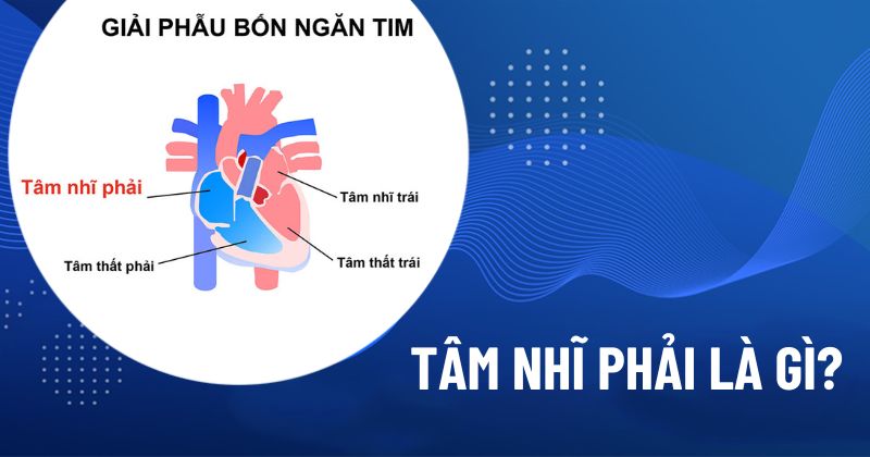 tâm nhĩ phải là gì