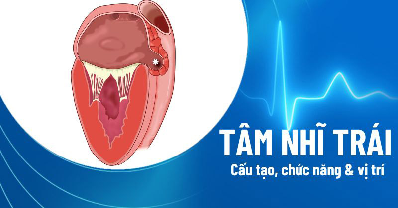 Tâm nhĩ trái là gì