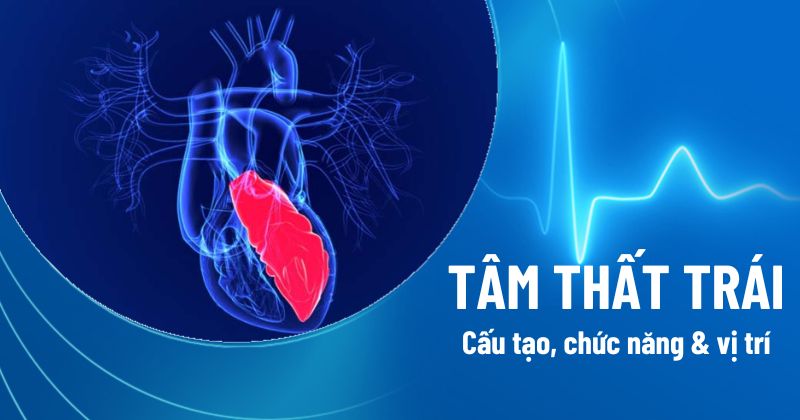 Tâm thất trái: Giải phẫu cấu tạo, chức năng và vị trí nằm ở đâu