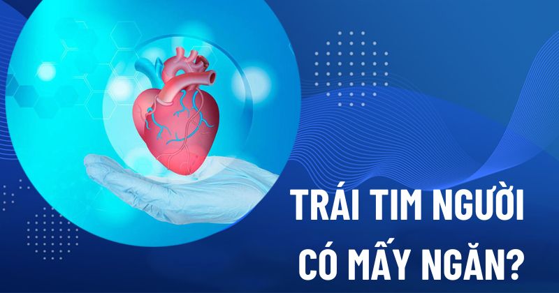 trái tim người có mấy ngăn