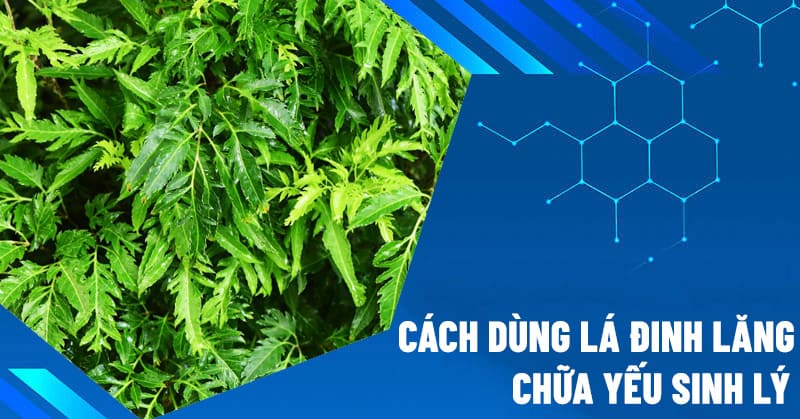 cách dùng đinh lăng chữa yếu sinh lý