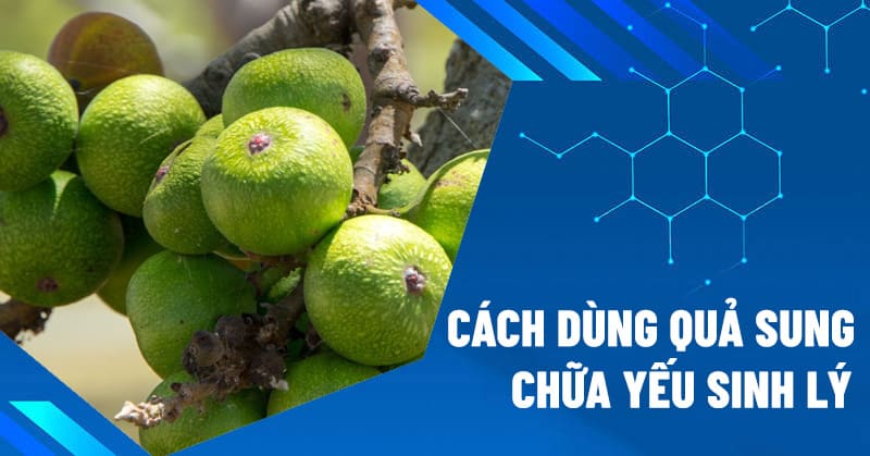 cách dùng quả sung chữa yếu sinh lý