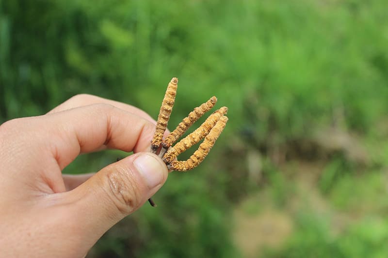 đông trùng hạ thảo hỗ trợ ngăn ngừa ung thư, tăng cường hô hấp