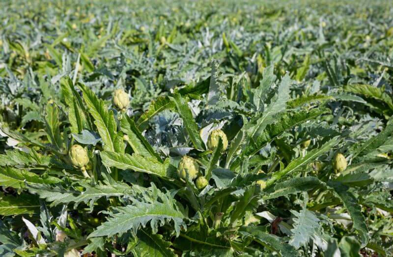 gan nhiễm mỡ cấp độ 2 uống lá gì