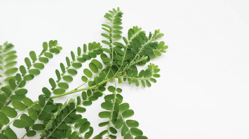 gan nhiễm mỡ độ 2 nên uống gì