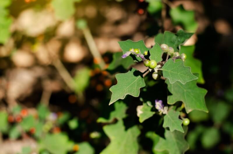 gan nhiễm mỡ độ 2 uống cà gai leo