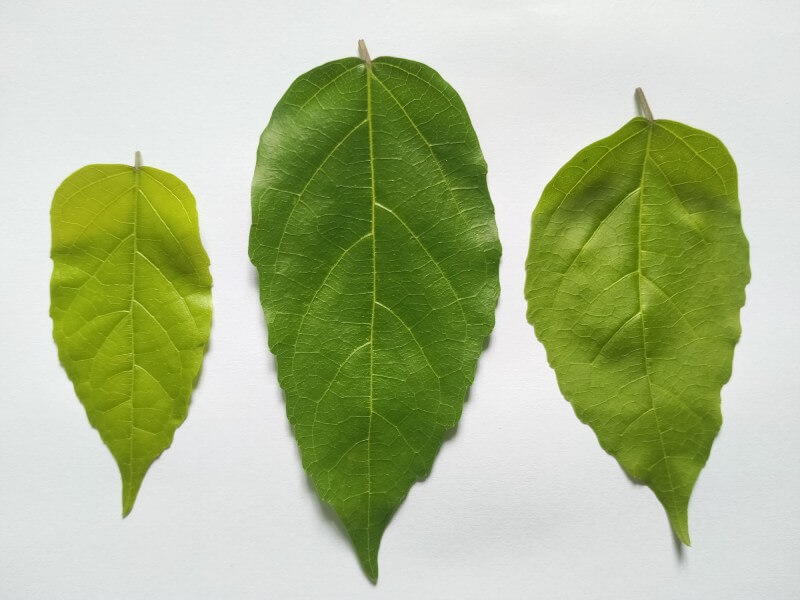 gan nhiễm mỡ độ 2 uống lá cách