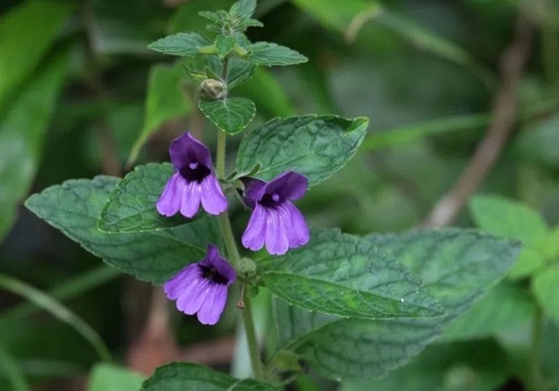 gan nhiễm mỡ độ 2 uống lá nhân trần