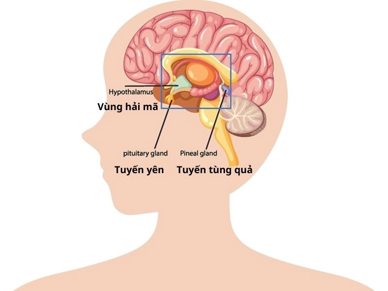 Hạch hạnh nhân hình ảnh