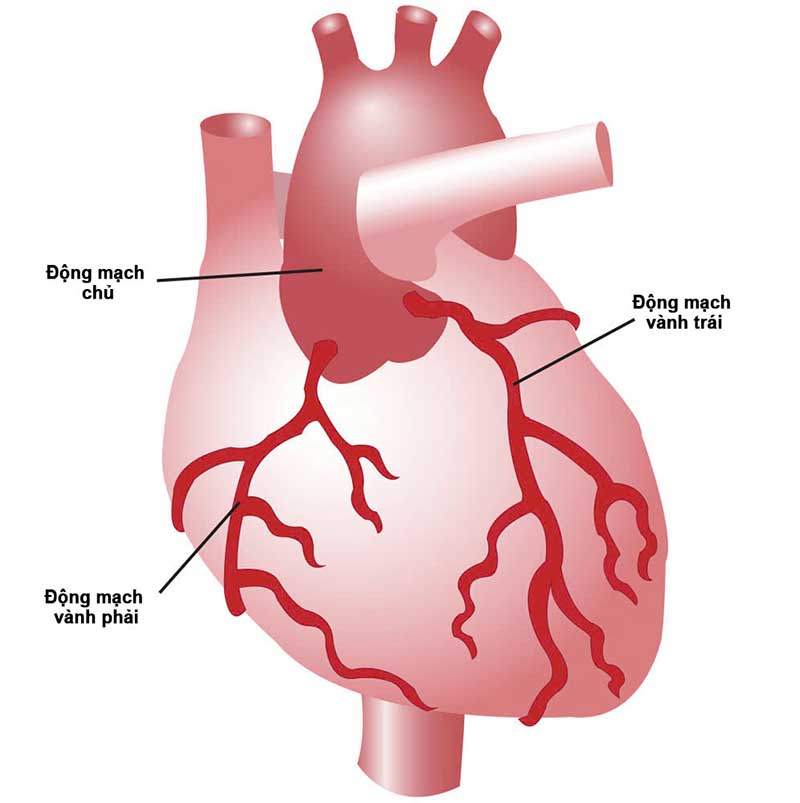 hình ảnh động mạch vành trên tim