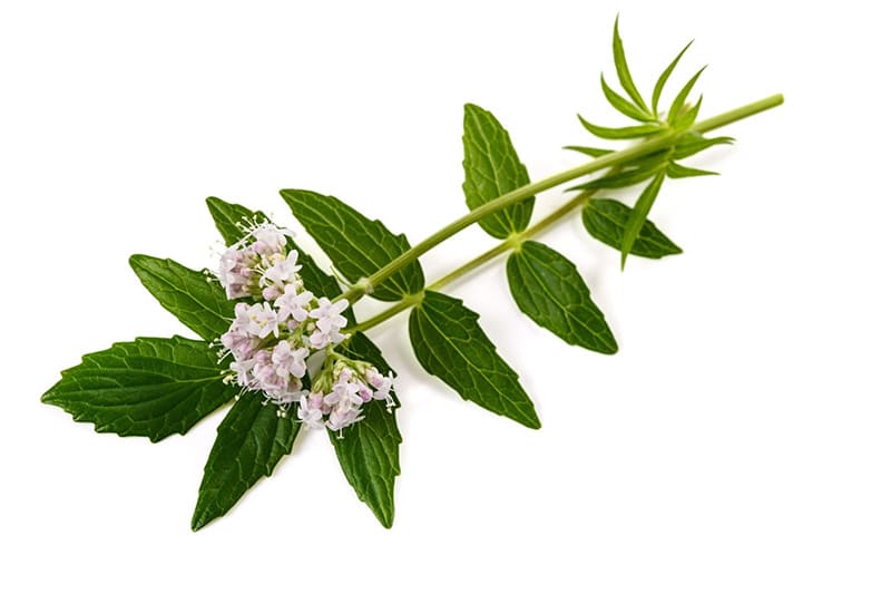 lá nữ lang tác động đến hệ thần kinh trung ương