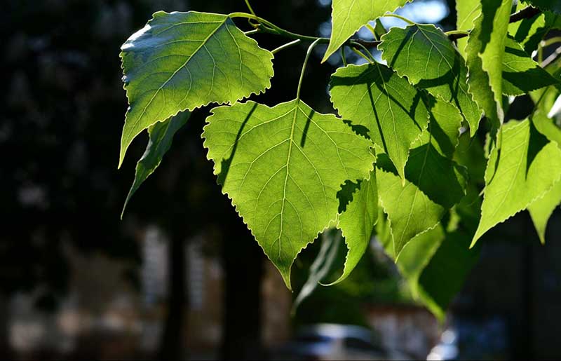 lợi ích khi tắm trắng bằng lá dâu tầm