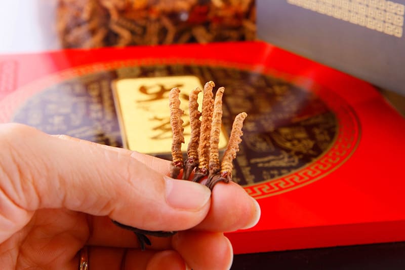 mua đông trùng hạ thảo từ thương hiệu uy tín