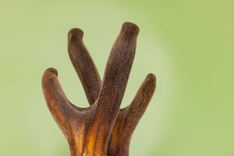 nhung hươu thúc đẩy tăng trưởng xương khớp, chống mệt mỏi